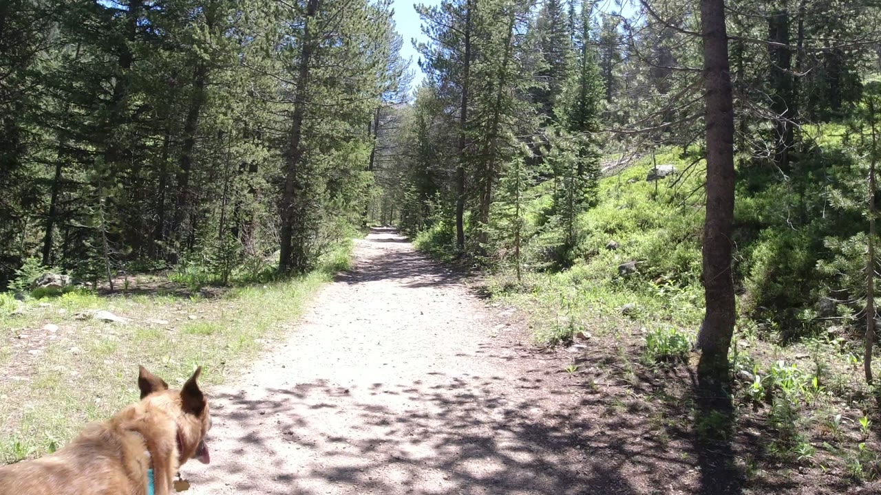 A tan dog appears at the lower foreground of a sunlit Winter Park, Colorado dirt trail lined with pine trees and shrubs, with no visible people.