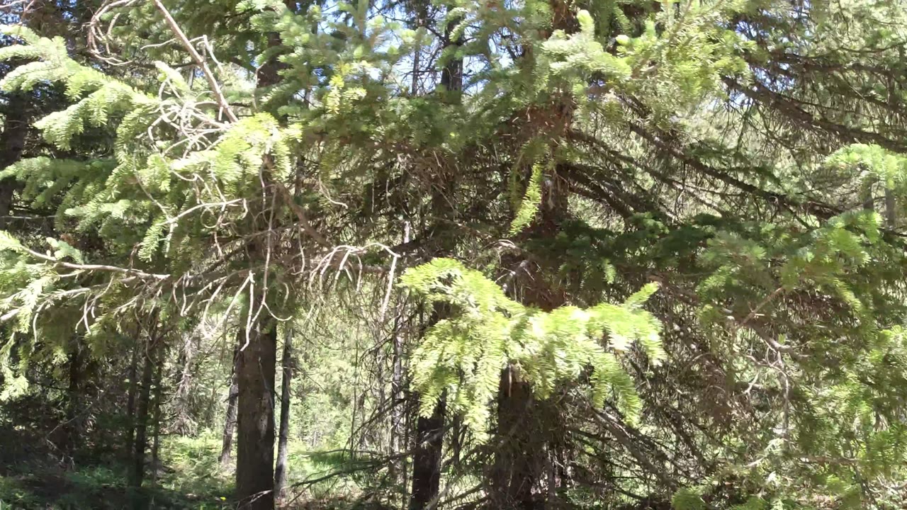 Dense evergreen branches and tree trunks in bright forest light.