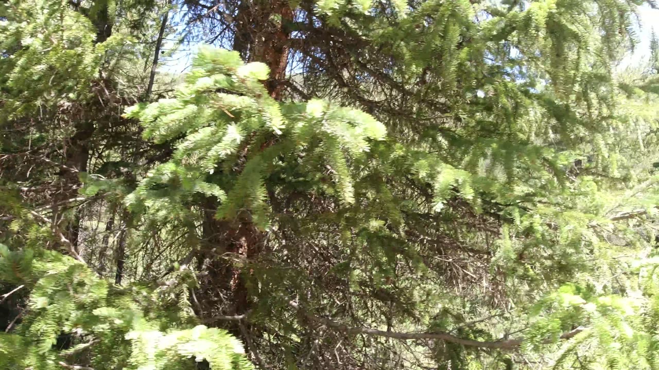 A tight view of hanging evergreen boughs and dark trunks in Winter Park, Colorado, shows layered forest growth with no visible people.
