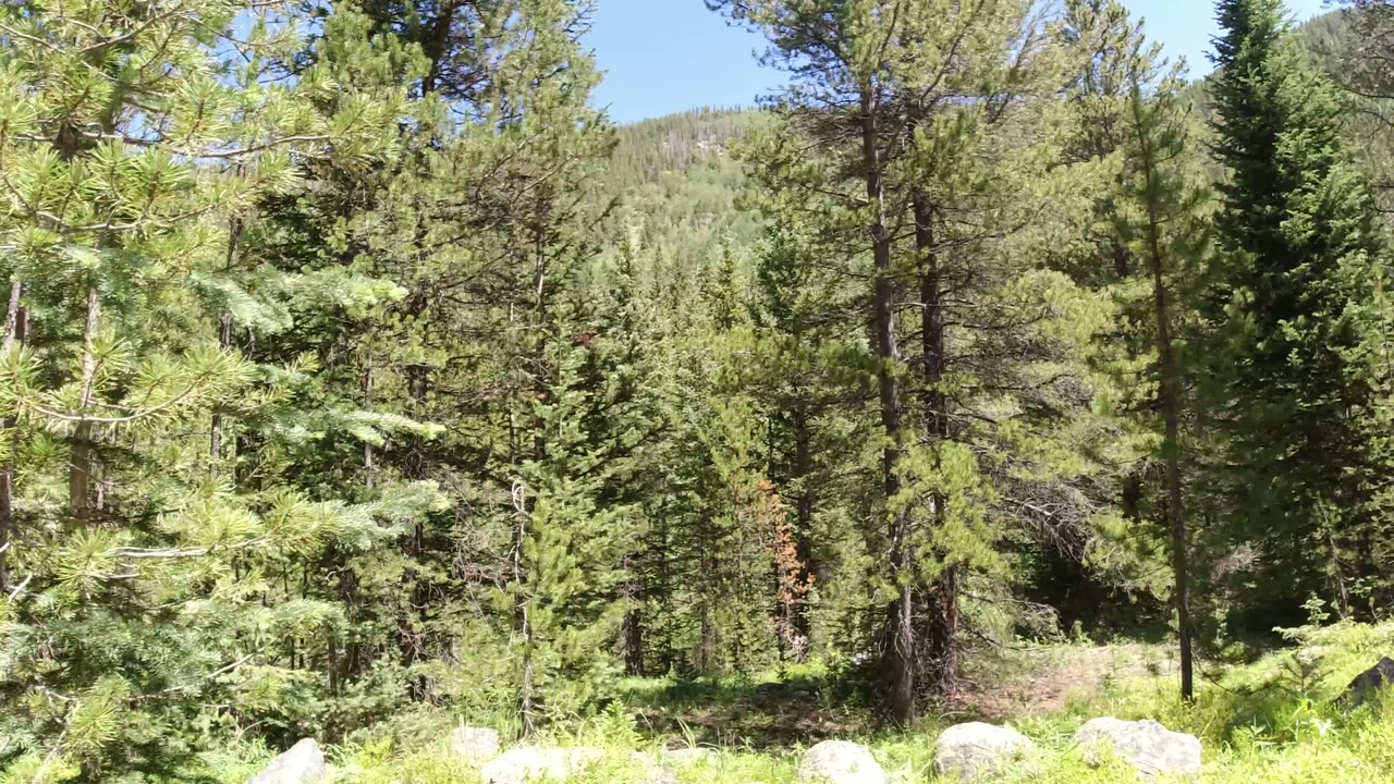 Opening frame of a sunlit evergreen forest in Winter Park, Colorado, with low green brush, pale rocks near the bottom edge, a tree-covered slope behind, and no visible people.