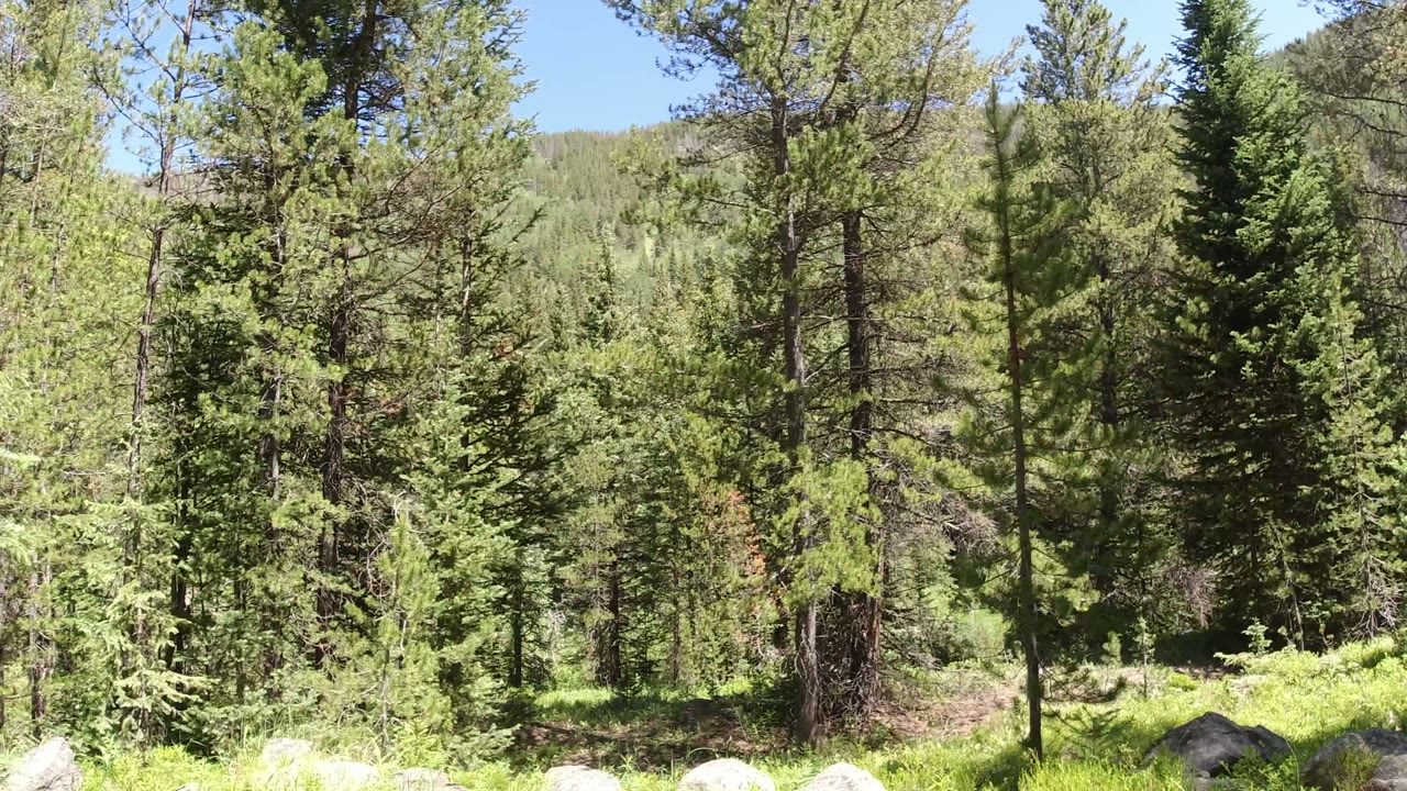 Early frame in Winter Park, Colorado showing tall conifers in the midground, bright green understory, a distant wooded hill, and no visible people.