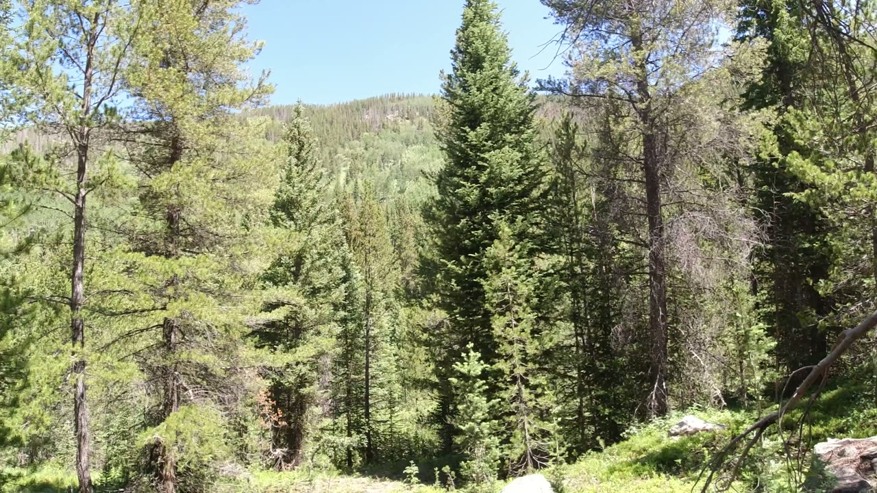 Winter Park, Colorado forest view with tall evergreens, leafy foreground branches, green bushes, rocks, and no visible people.