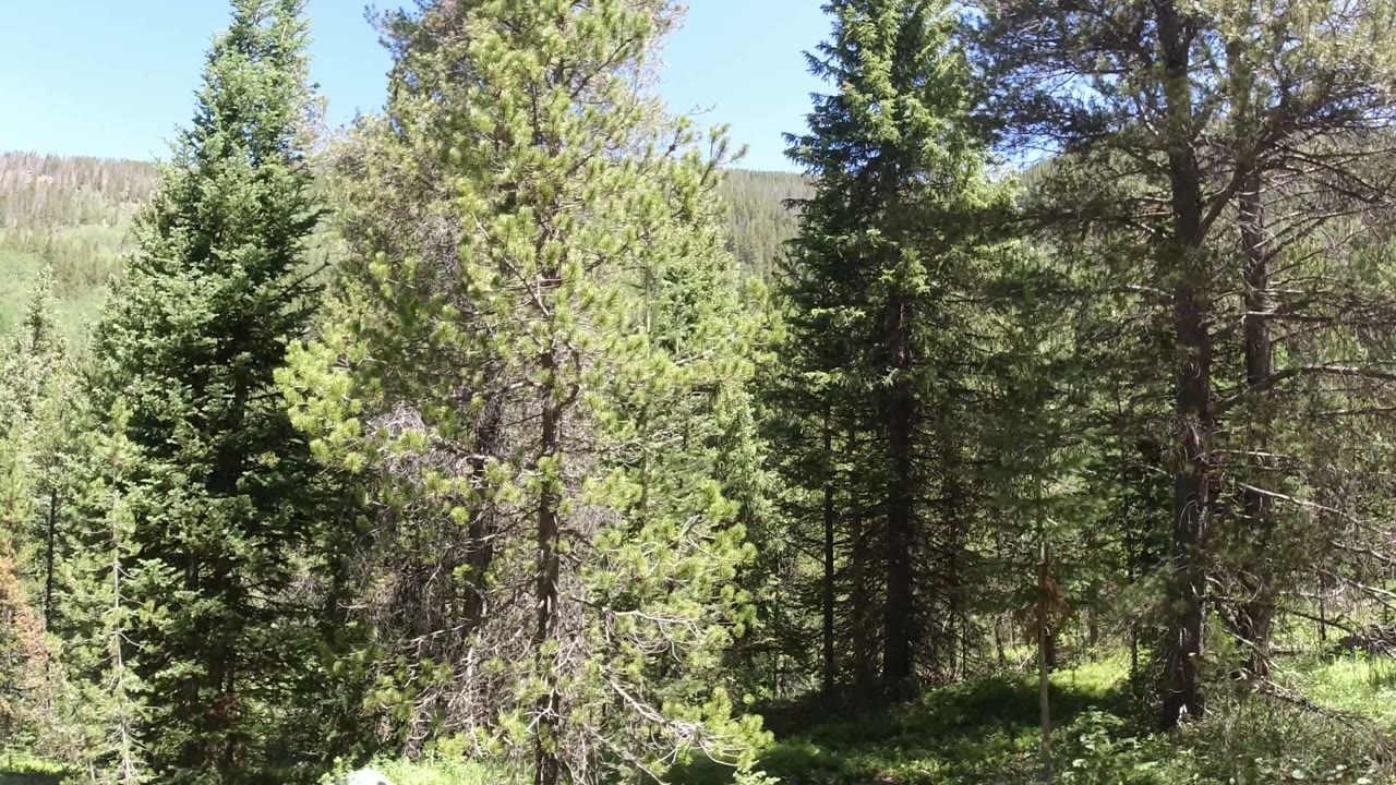 Evergreen forest with sunlit trees and blue sky