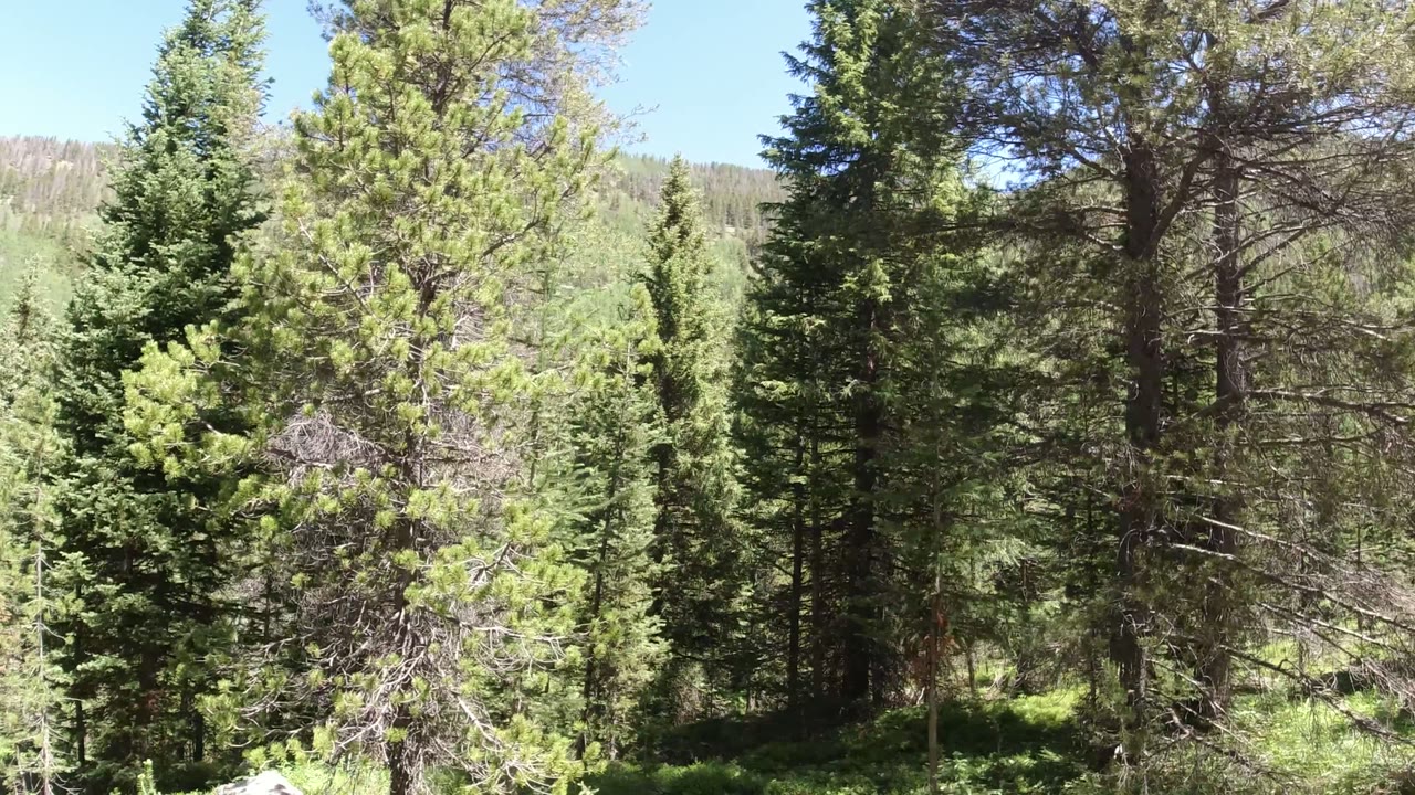 A Winter Park, Colorado woodland view centers on tall conifers and layered branches, with a pale wooded hillside behind them and no visible people.