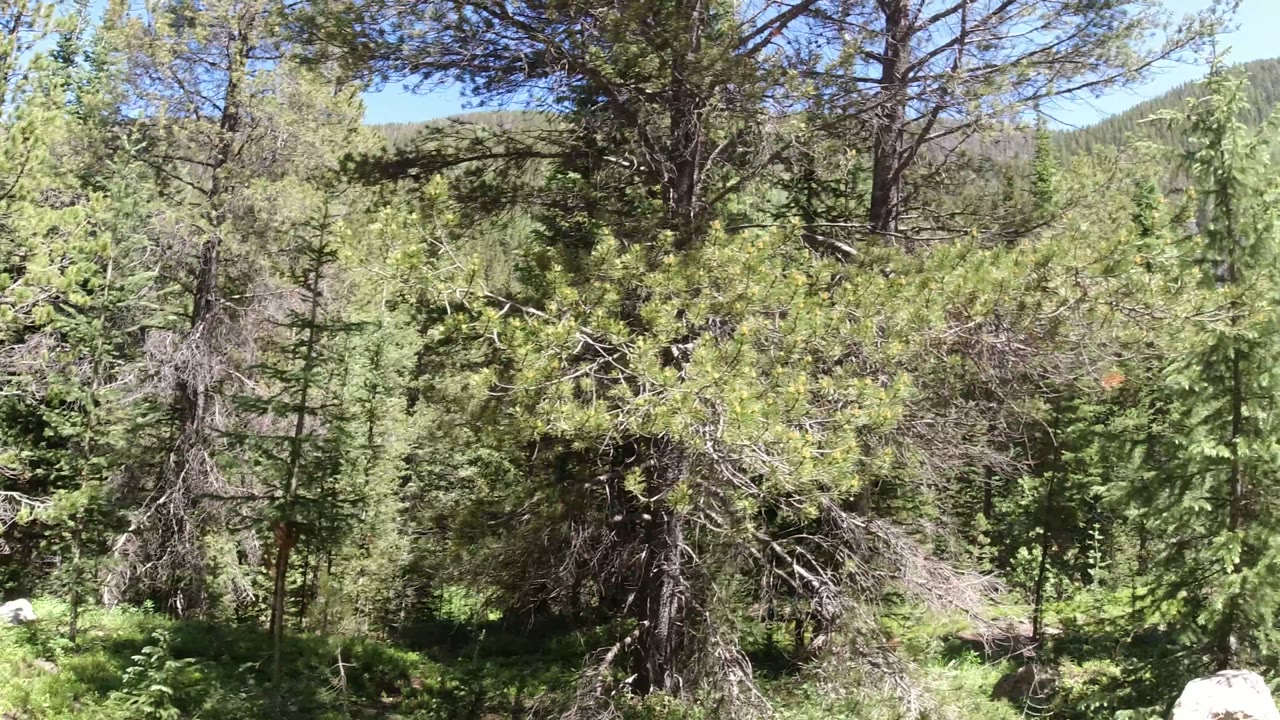Sunlit evergreen trees and pale rocks in a Winter Park, Colorado forest, with no visible people in this opening frame.