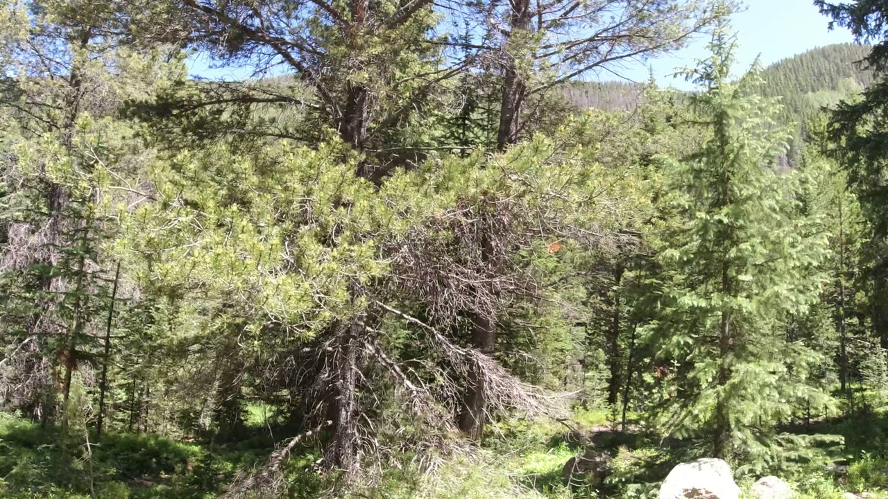 A dense stand of green conifers fills the Winter Park, Colorado frame, with dry lower branches and no visible people.