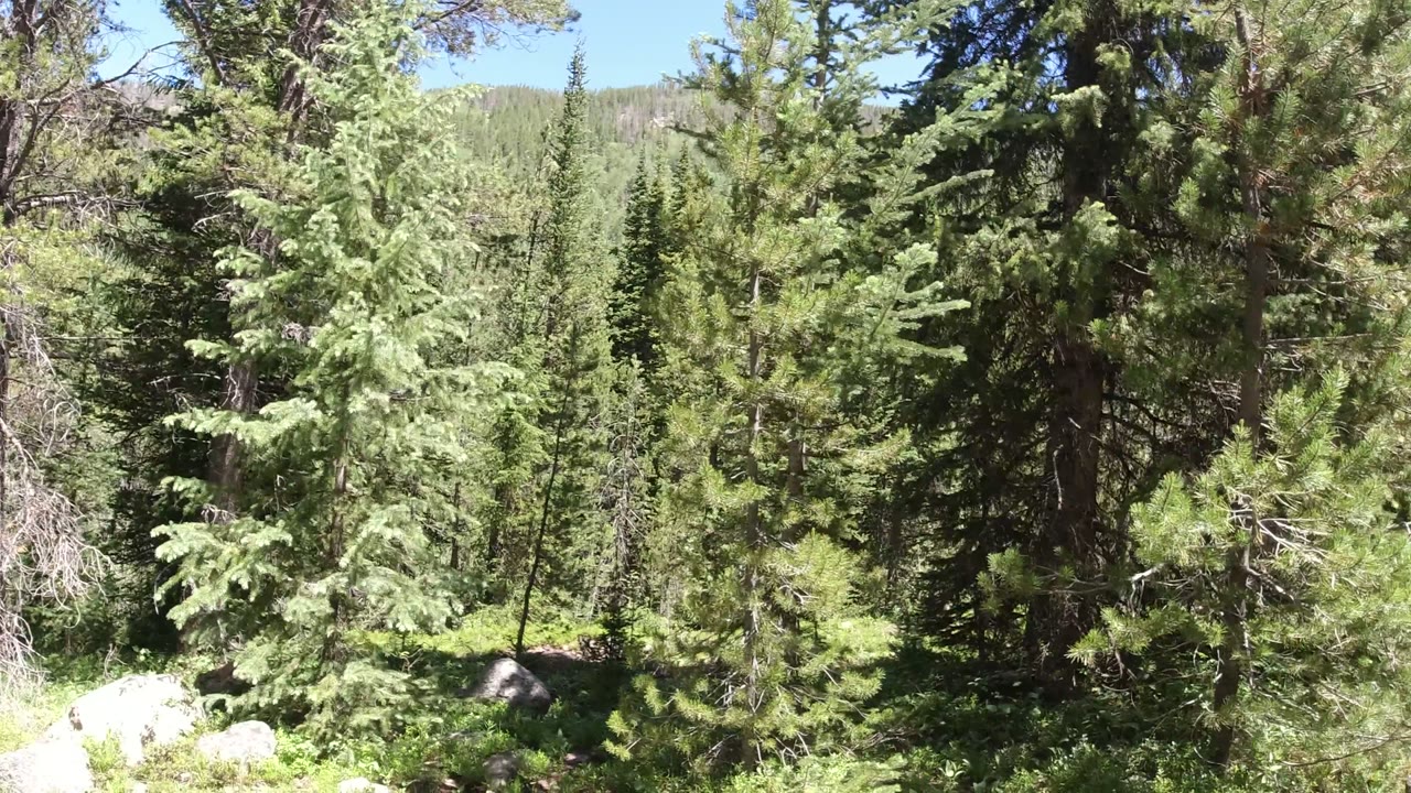 Evergreen forest with pine branches, shrubs, rocks, and a wooded slope behind.