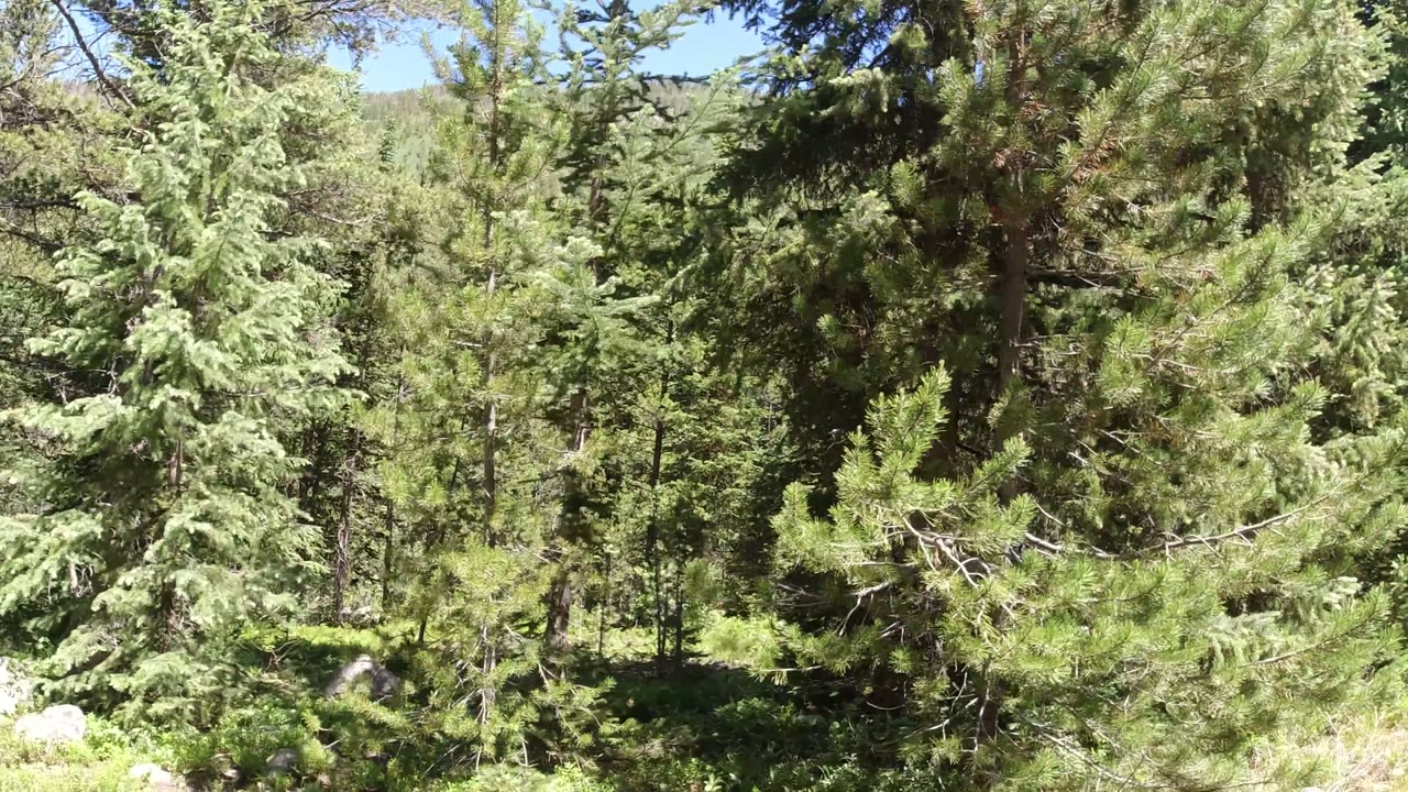 Winter Park, Colorado forest view one second in, centered on tall evergreen trunks and layered branches with no visible people.