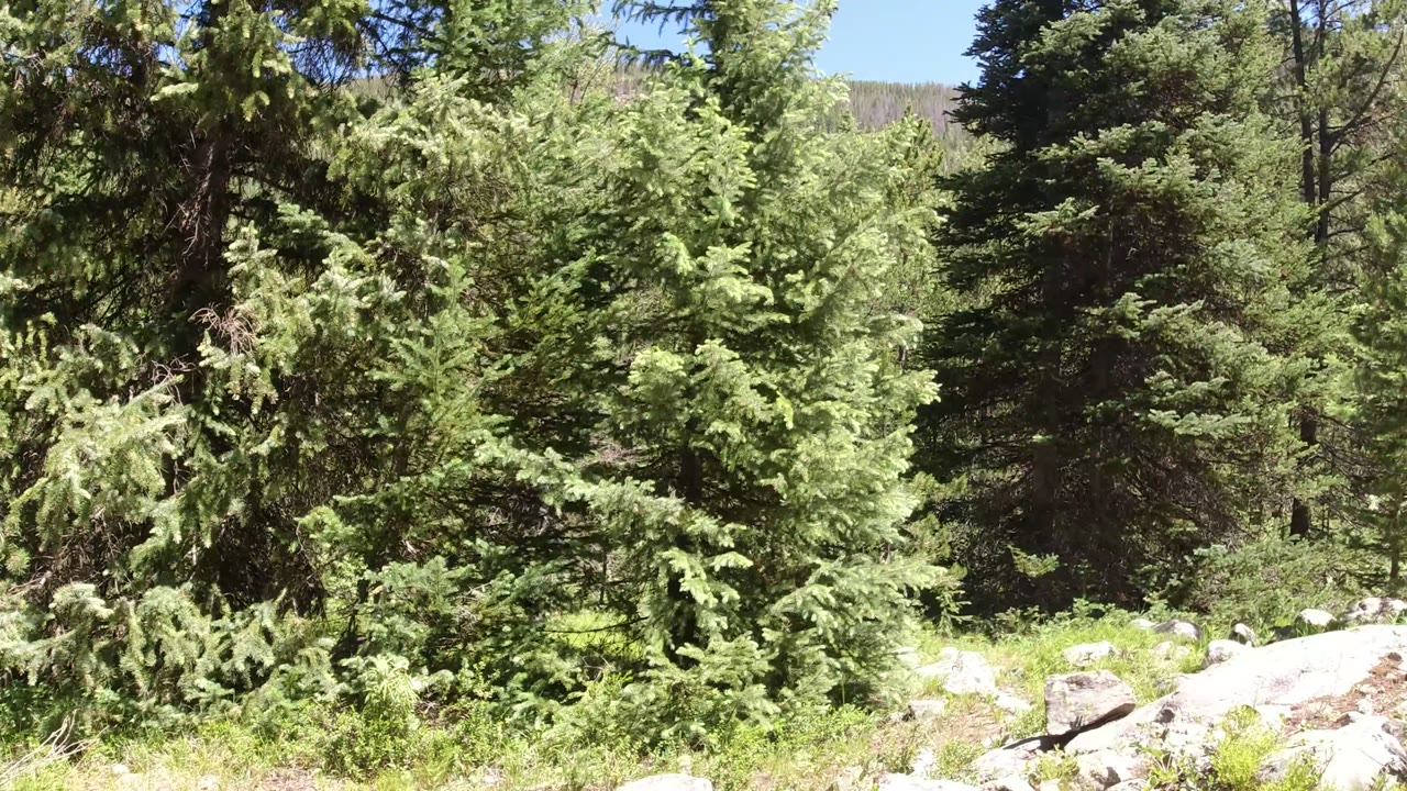 Evergreen trees and rocks in a sunlit mountain forest