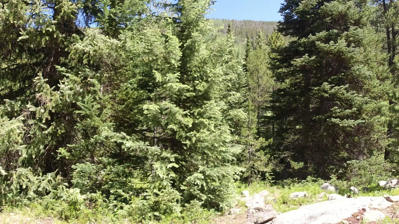 Tall conifers dominate the frame in Winter Park, Colorado, with a sloped forest ridge in the background and no visible people.