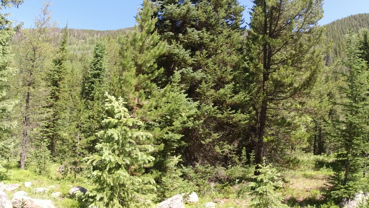 Early frame of Winter Park, Colorado pine forest with pale rocks in the foreground, dense green trees, distant wooded hillside, blue sky, and no visible people.
