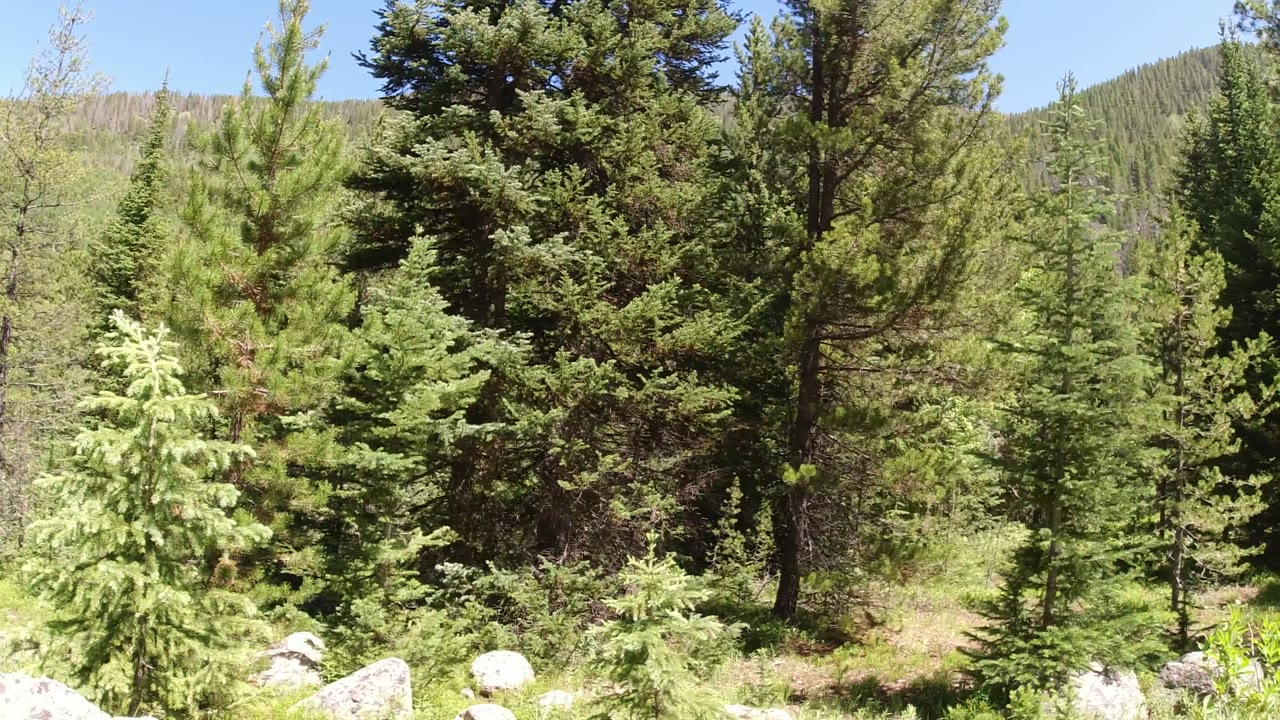 Winter Park, Colorado forest view centered on taller evergreens, with bright ground cover, scattered rocks, a wooded slope behind the trees, and no visible people.