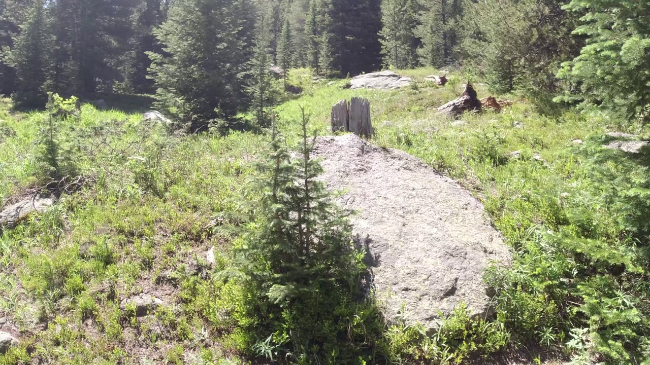 Winter Park, Colorado forest clearing with a large pale rock in front, low green vegetation, cut stumps, dark evergreen trees, and no visible people.
