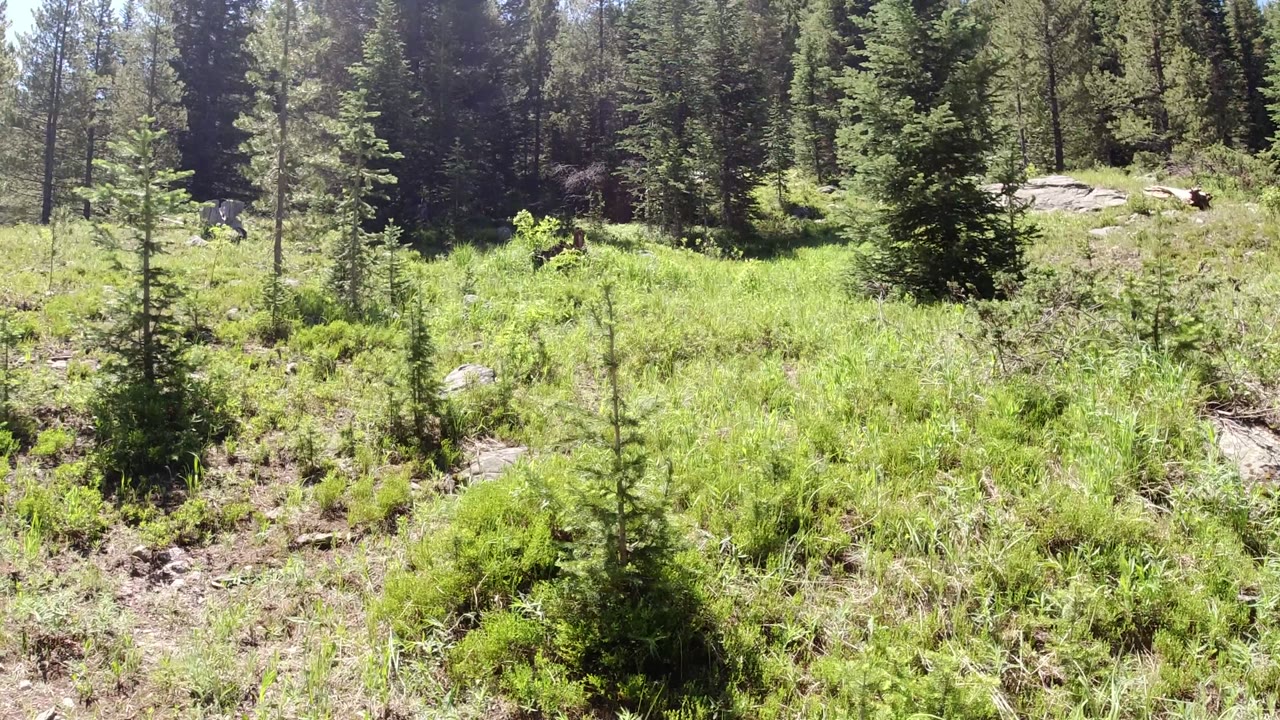 Opening frame in Winter Park, Colorado, showing a bright forest clearing with low green vegetation, scattered rocks, conifers, and no clearly visible person.