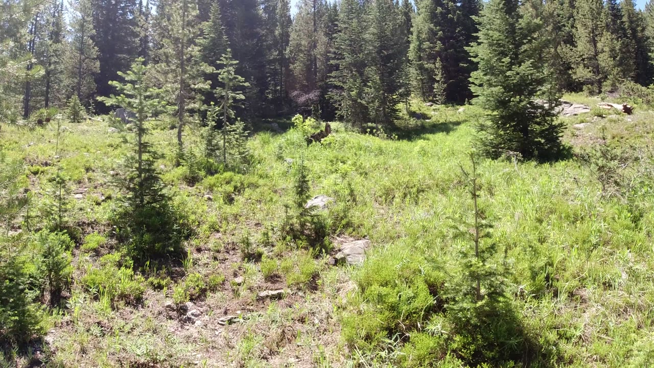 Winter Park, Colorado frame with a small evergreen centered in the clearing, rough rocky soil below, taller trees behind, and no clearly visible person.