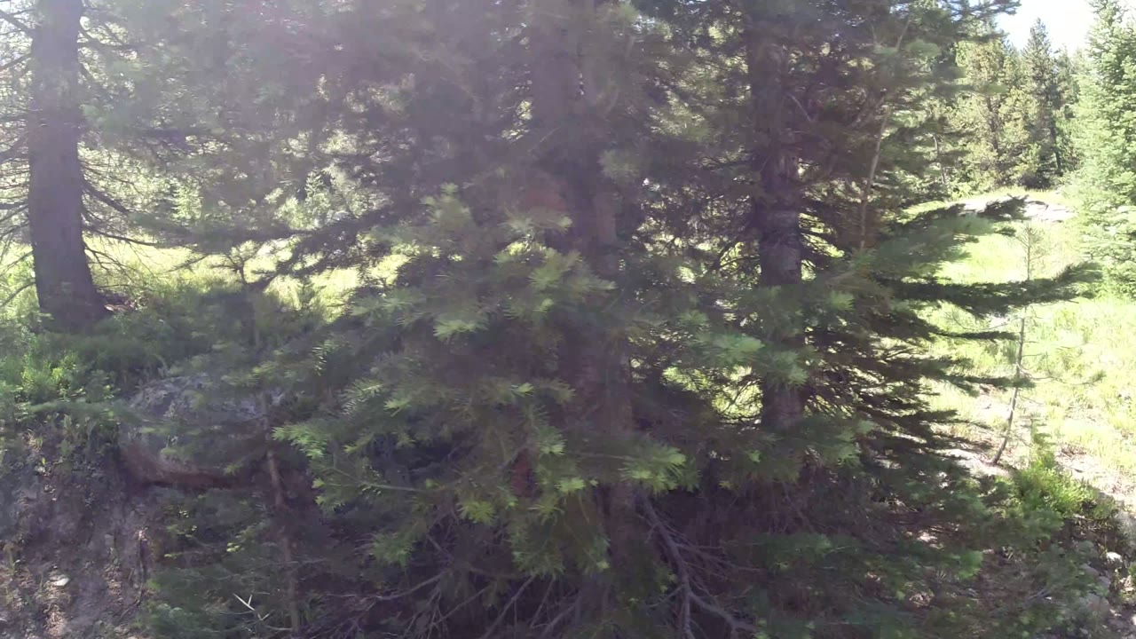 Winter Park, Colorado woodland frame with a large conifer trunk near center, low shrubs, scattered rocks, bright background grass, and no visible people.