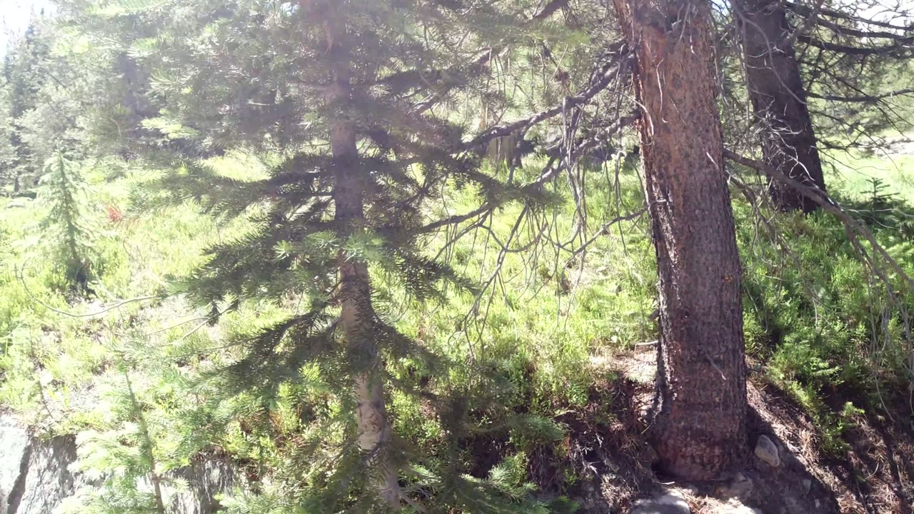 Sunlit evergreen forest with shrubs, rocks, and a large tree trunk.