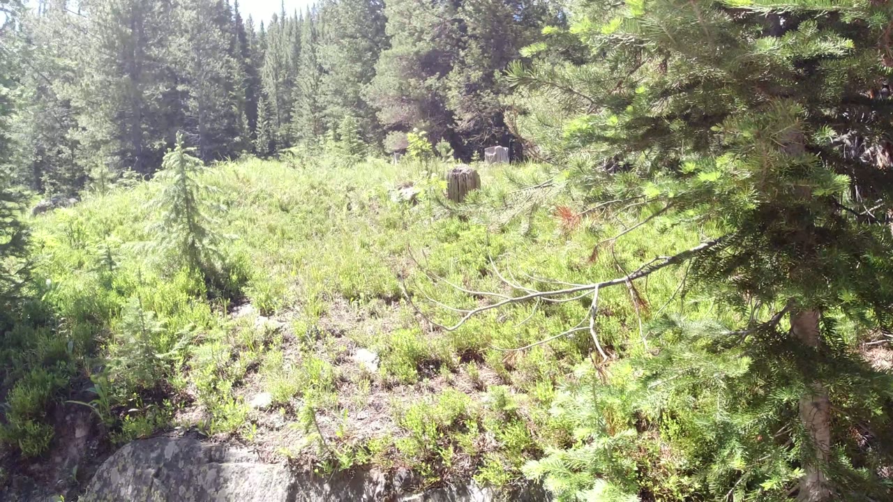 Bright section of Winter Park, Colorado forest showing low alpine brush, conifer trees, rocks, a cut stump, and no visible people.