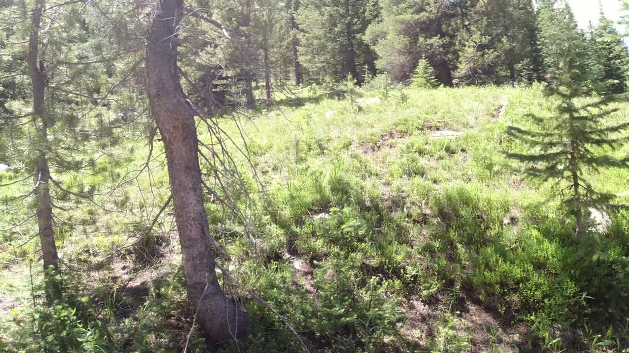 Sunlit forest floor in Winter Park, Colorado with conifer trunks in the foreground, green shrubs, scattered rocks, and no visible people.
