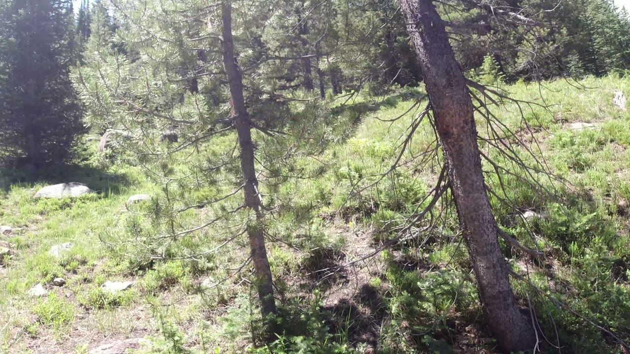 Bright green clearing in the Winter Park, Colorado forest with a slanted conifer trunk, low vegetation, pale rocks, and no visible people.