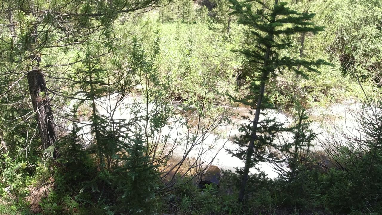 At 0:00 in Winter Park, Colorado, conifer branches and shrubs frame a bright section of white water below, with no visible people.