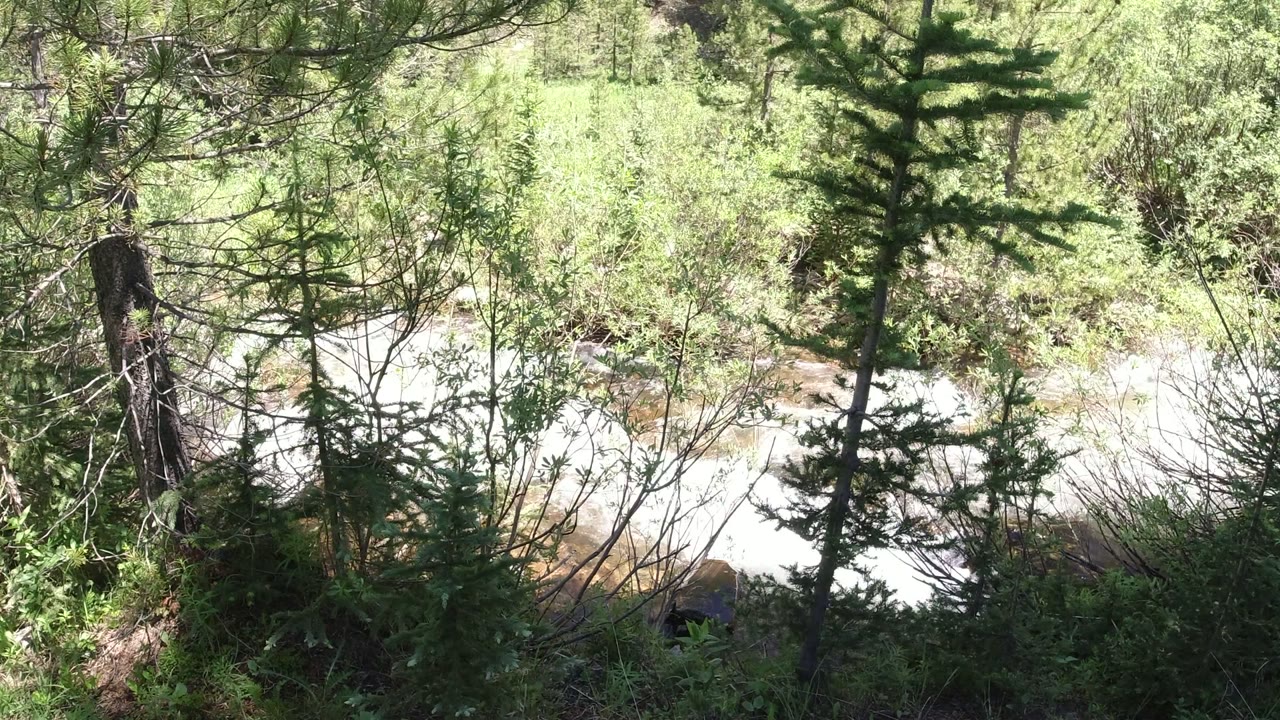 At 0:01 in Winter Park, Colorado, a tall dark conifer stands near center while white water runs behind foreground brush, with no visible people.