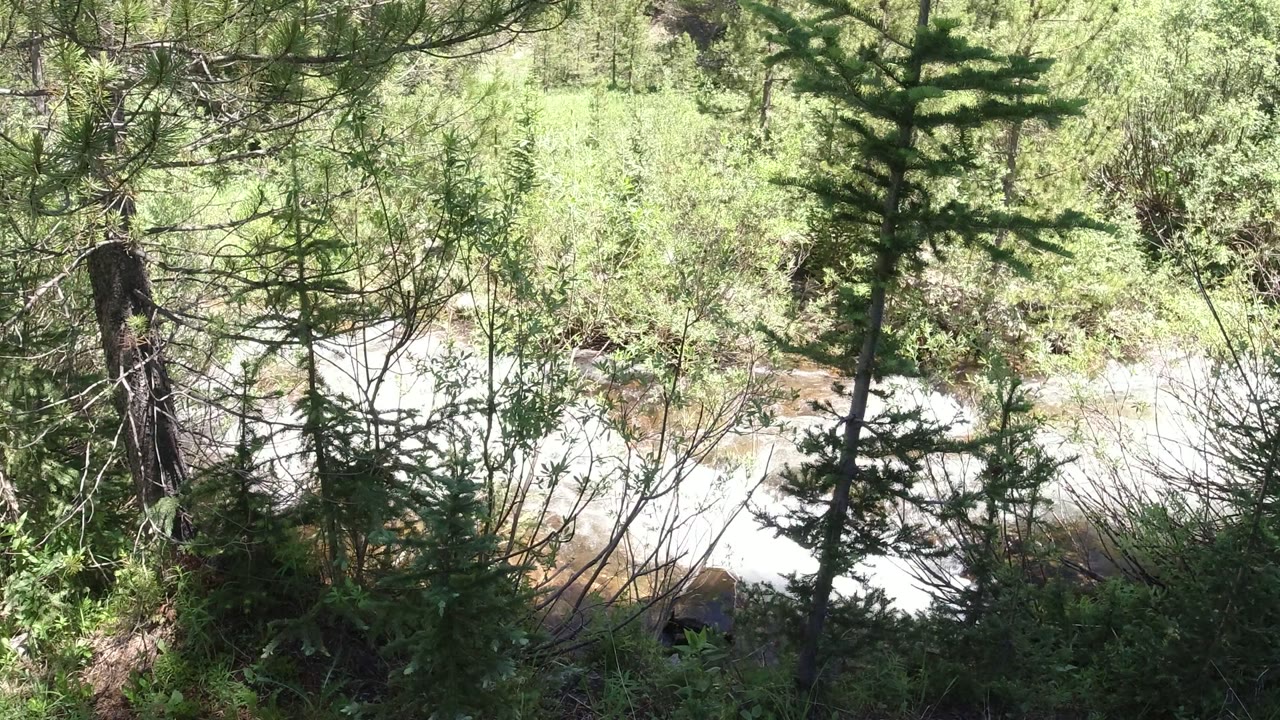 Sunlit creek behind dense green forest branches.