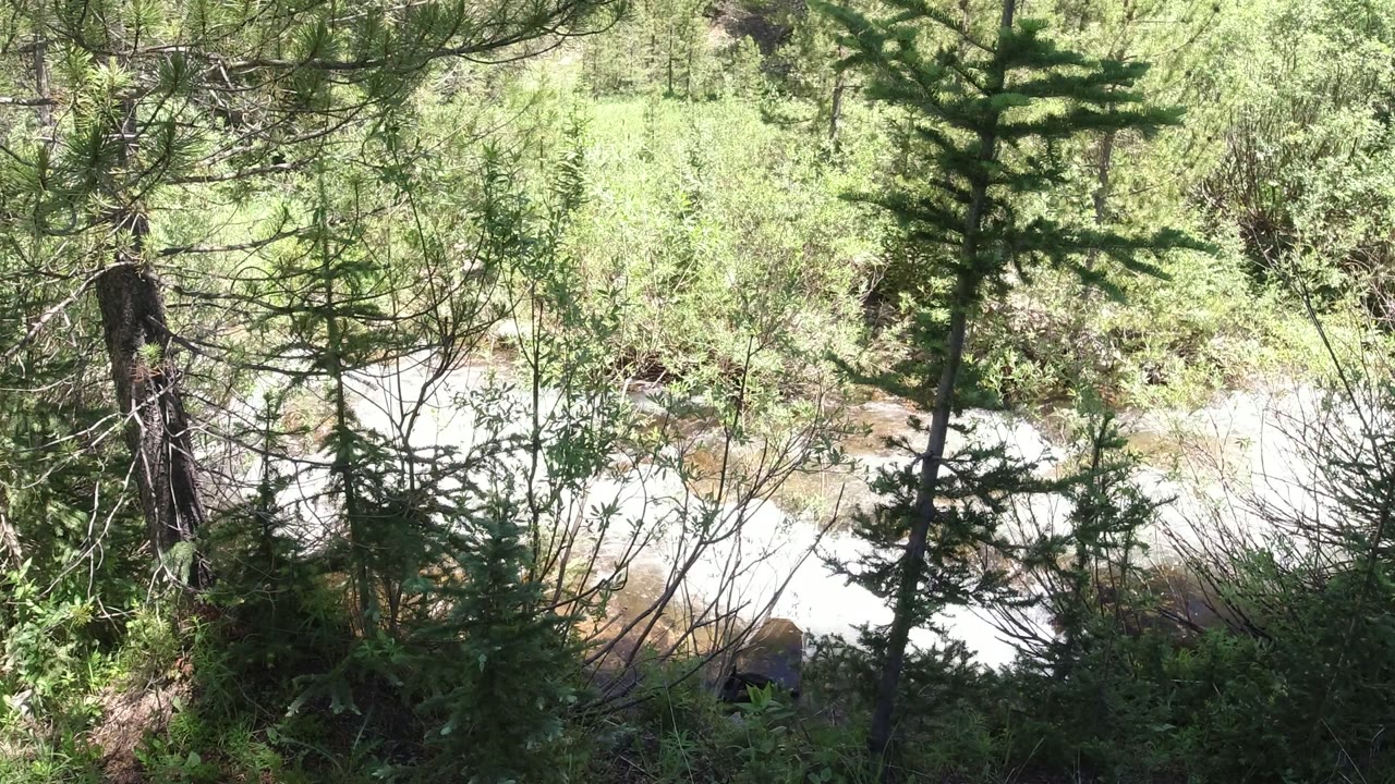 A bright section of creek in Winter Park, Colorado runs through dense shrubs and conifer branches, with no visible people.