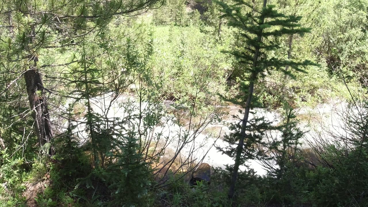 A bright forest stream in Winter Park, Colorado is partly obscured by pine branches and undergrowth, with no visible people.