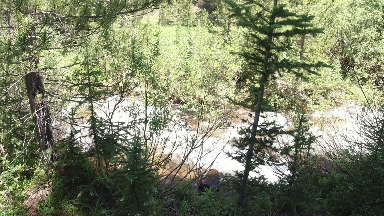 White water shows through a gap in the pine trees in Winter Park, Colorado, with shrubs and thin branches crossing the view and no visible people.