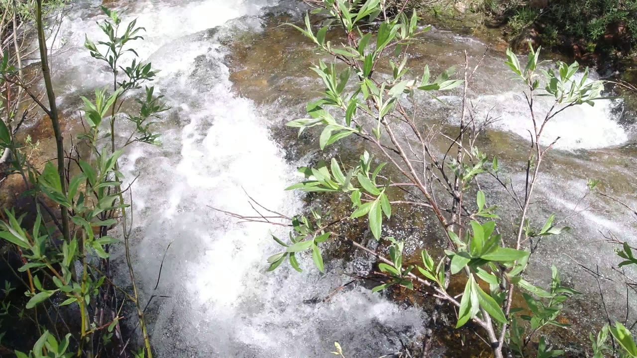 Rushing white water beside leafy shrubs and wet rock.