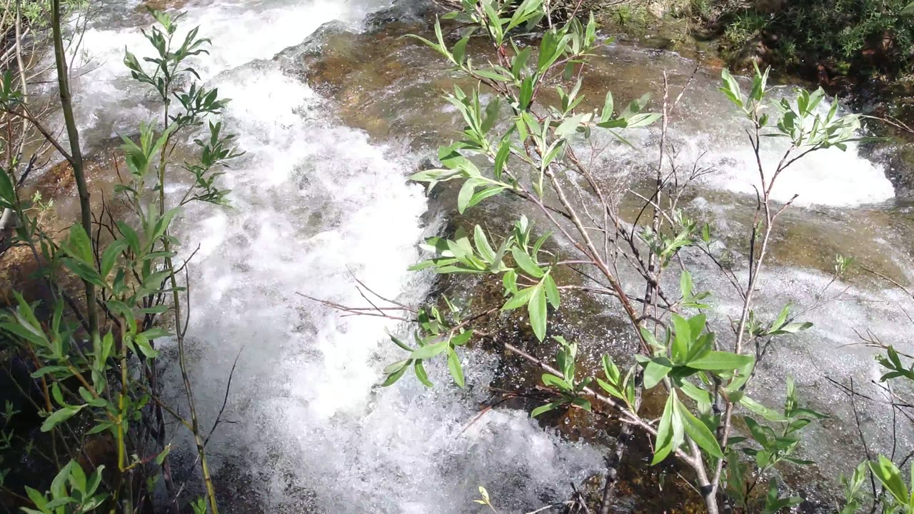 Foamy water spreads across shallow rock behind a cluster of green branches in Winter Park, Colorado, with no visible people.