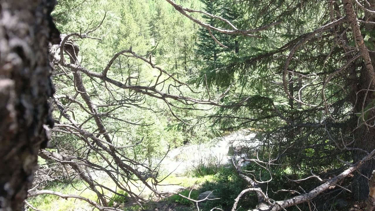 Opening frame in Winter Park, Colorado showing close tree bark, crossing evergreen branches, dense green foliage, and no visible people.