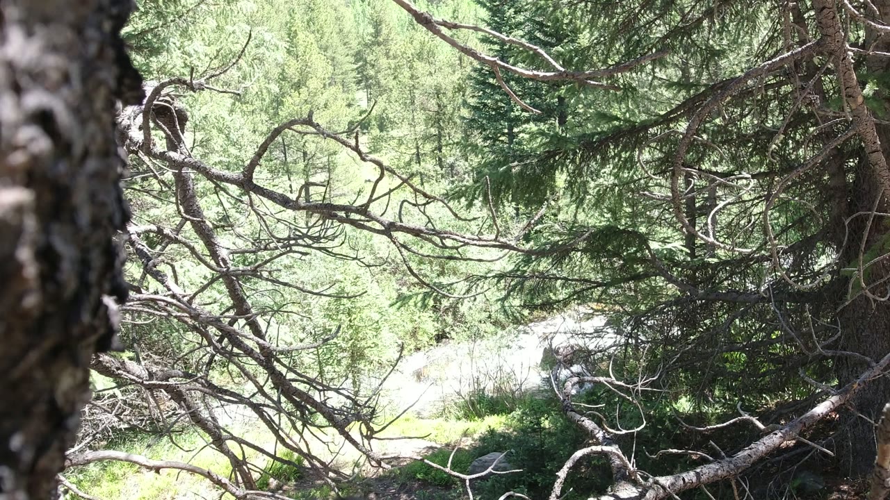 Evergreen branches and tree trunks beside a bright stream.