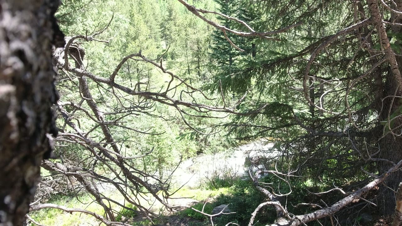 Tree trunk and evergreen branches with a bright river glimpsed through forest.