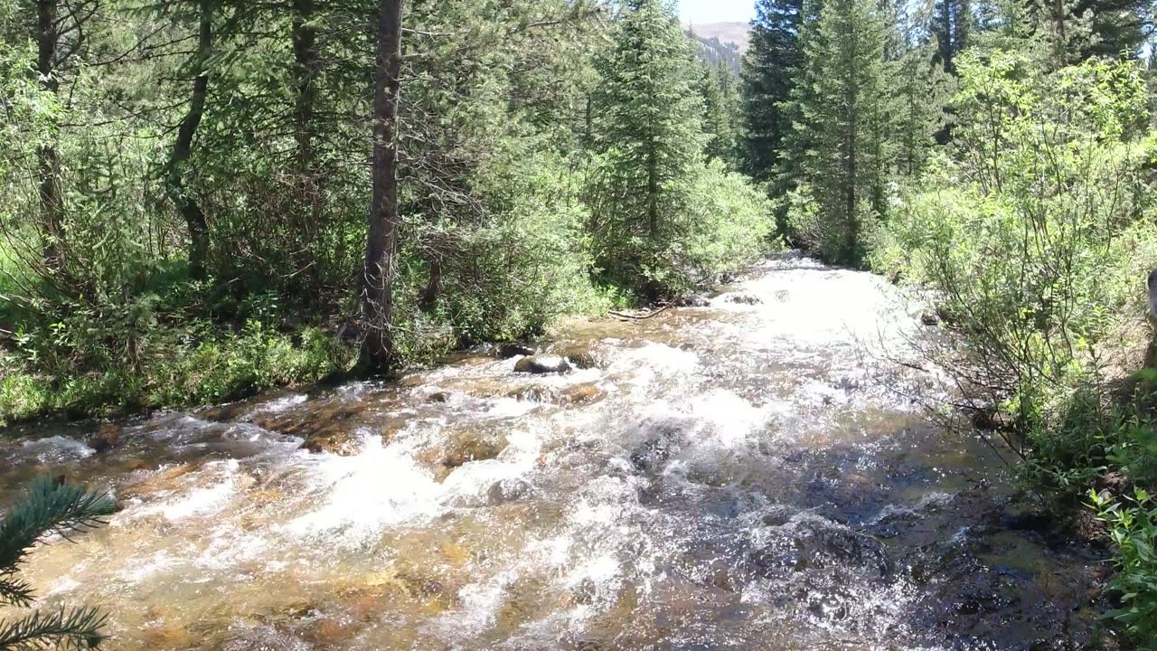 Fast creek water flowing through a green forest