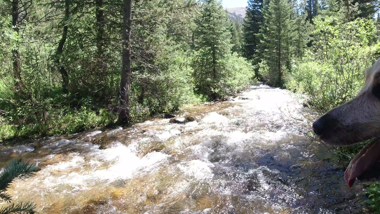 A dog head appears at the right edge beside fast whitewater in a Winter Park, Colorado forest stream, with no visible people.