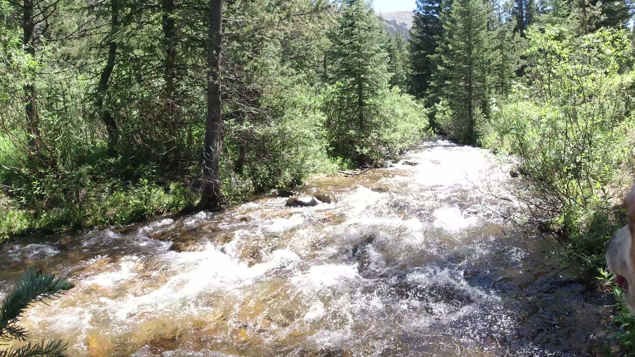 Rushing forest stream with pine trees and shrubs.