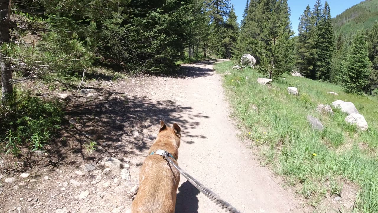 A tan dog in a harness walks ahead on a dirt trail in Winter Park, Colorado, with evergreen trees, grass, rocks, blue sky, and no visible people.