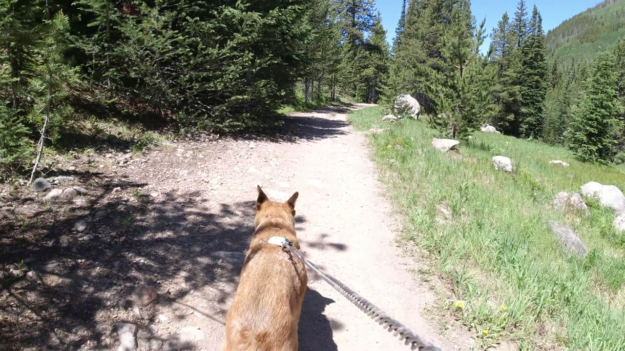 The leashed tan dog moves farther along the pale trail in Winter Park, Colorado, with dark tree shade on the left and open grass and rocks on the right, no visible people.