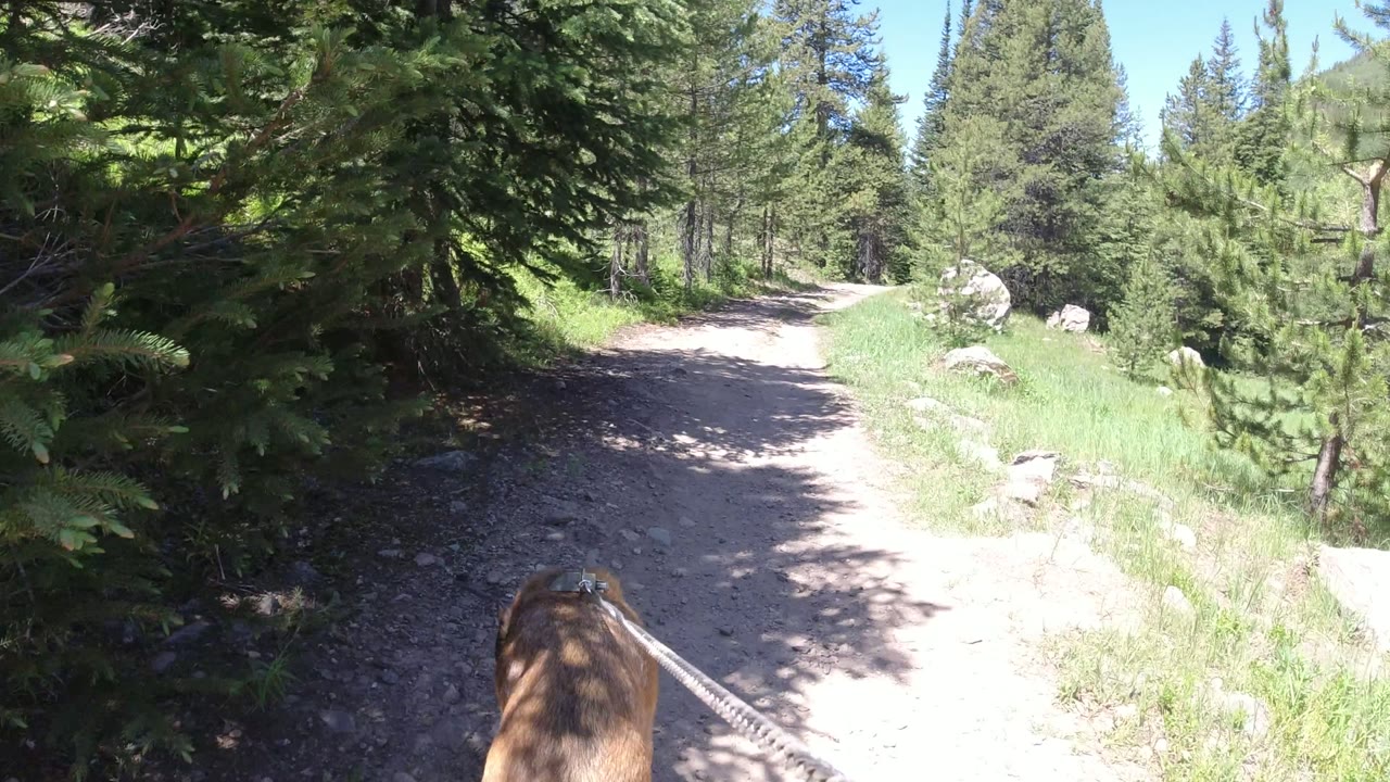Tan dog on leash entering a rocky forest trail in bright sun.