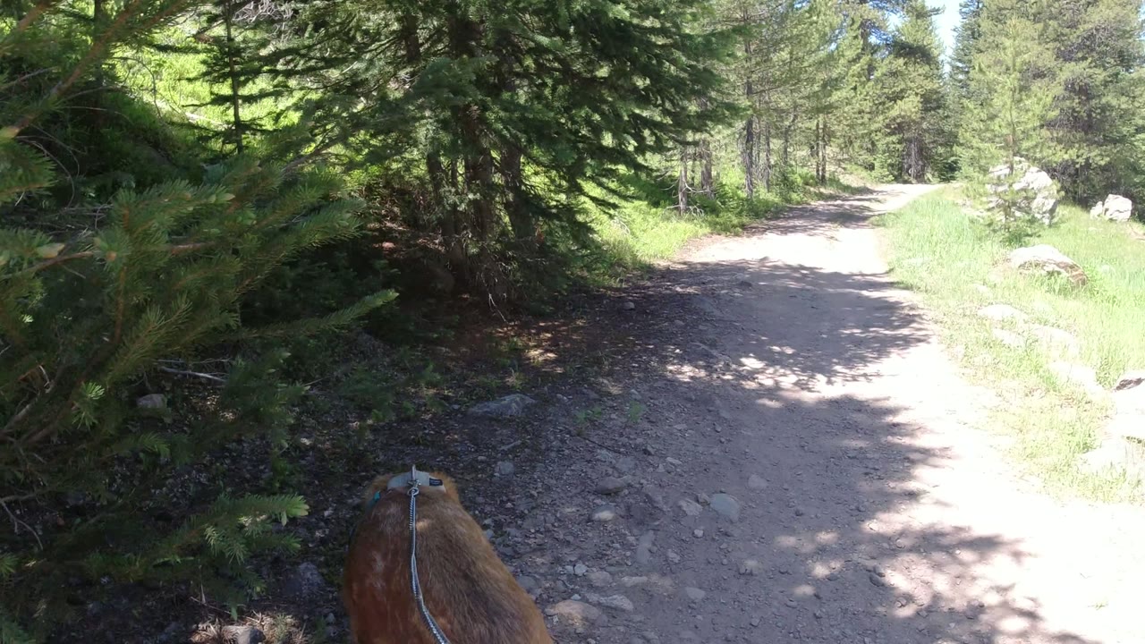 The dog remains low in frame as the leash points forward along a pale dirt path through pine forest in Winter Park, Colorado, with no visible people.