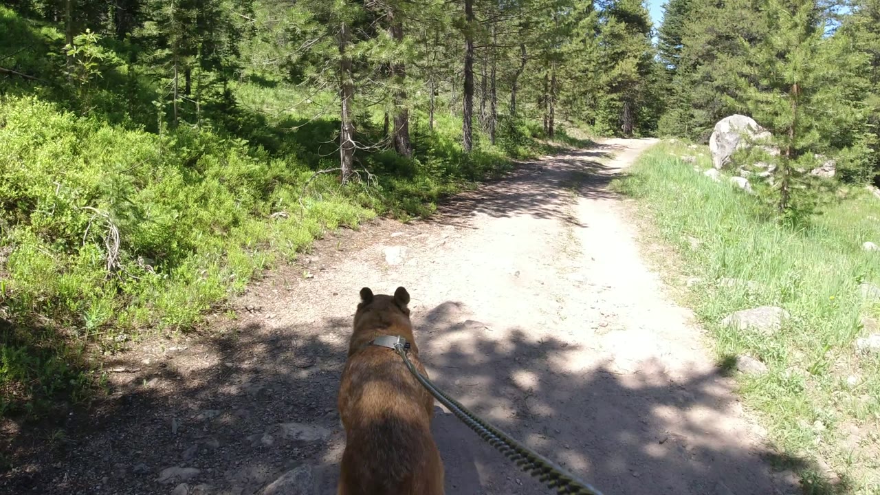 Brown leashed dog seen from behind at the start of a dirt trail walk in Winter Park, Colorado, with pine trees, shrubs, rocks, bright sunlight, and no visible people.