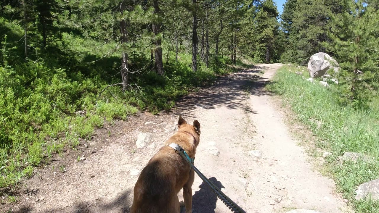 Leashed brown dog slightly farther along the Winter Park, Colorado trail, with the leash angled across the foreground and a large pale boulder visible ahead on the right, no visible people.