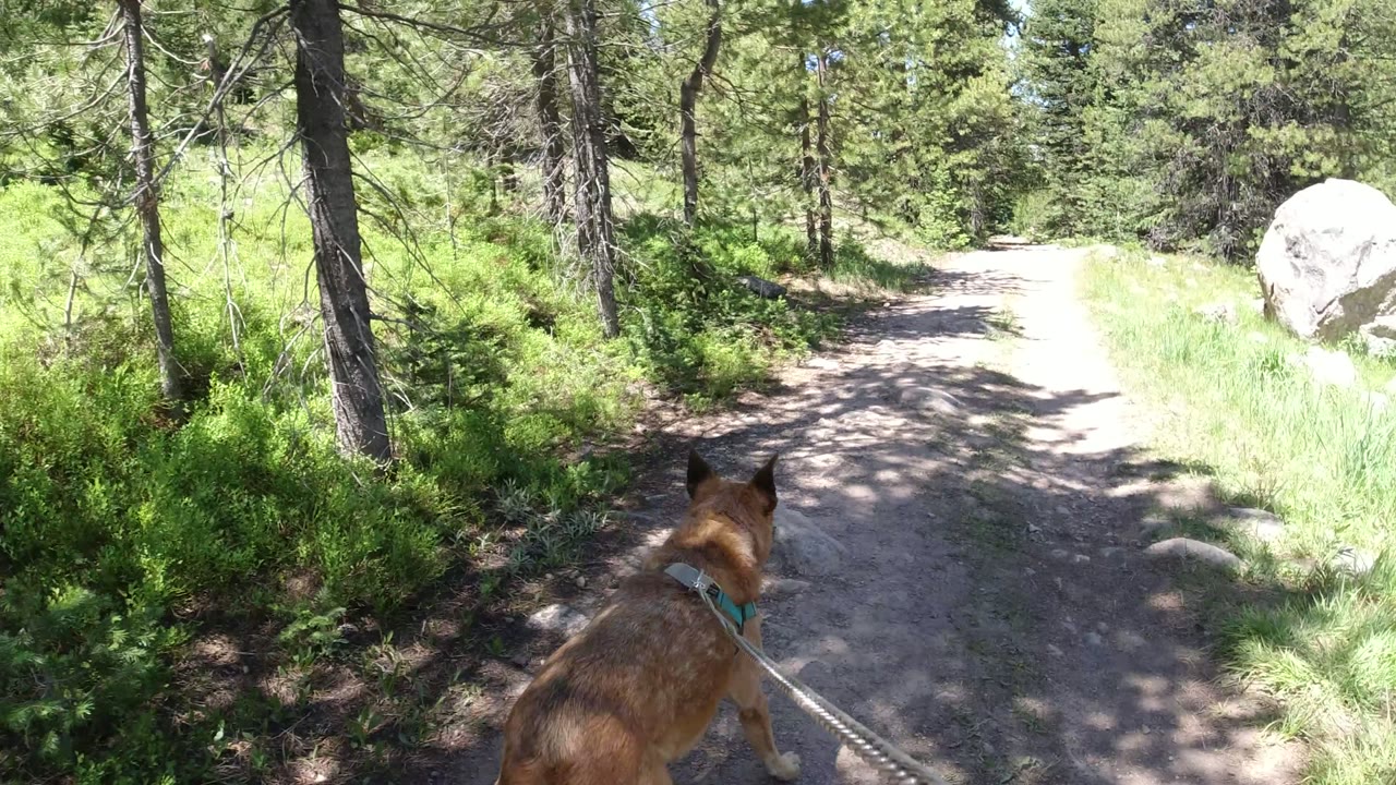 Brown dog on leash walking toward a wooded dirt trail.
