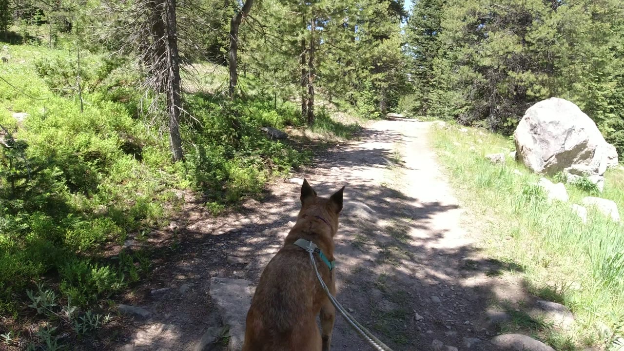 The leashed brown dog moves farther onto the pale dirt path in Winter Park, Colorado, with a large light-colored rock to the right and dense green shrubs under pine trees, with no visible people.