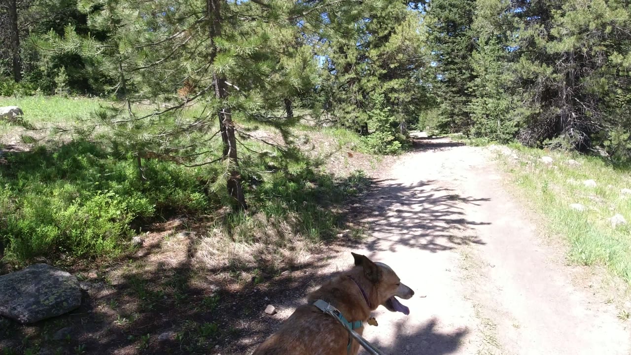 Tan dog on a leash entering a sunny forest trail.