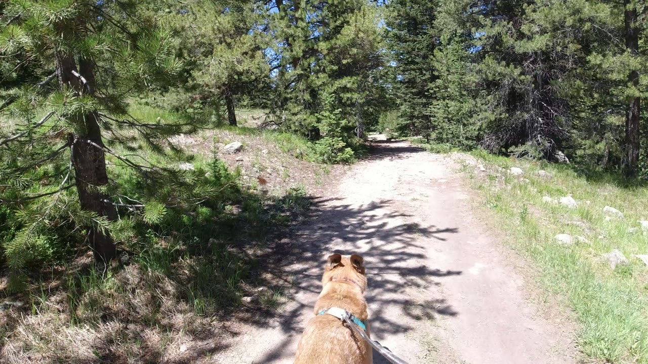 The dog moves nearer the center bottom of the frame as the pale trail leads into dense conifers in Winter Park, Colorado, with no visible people.