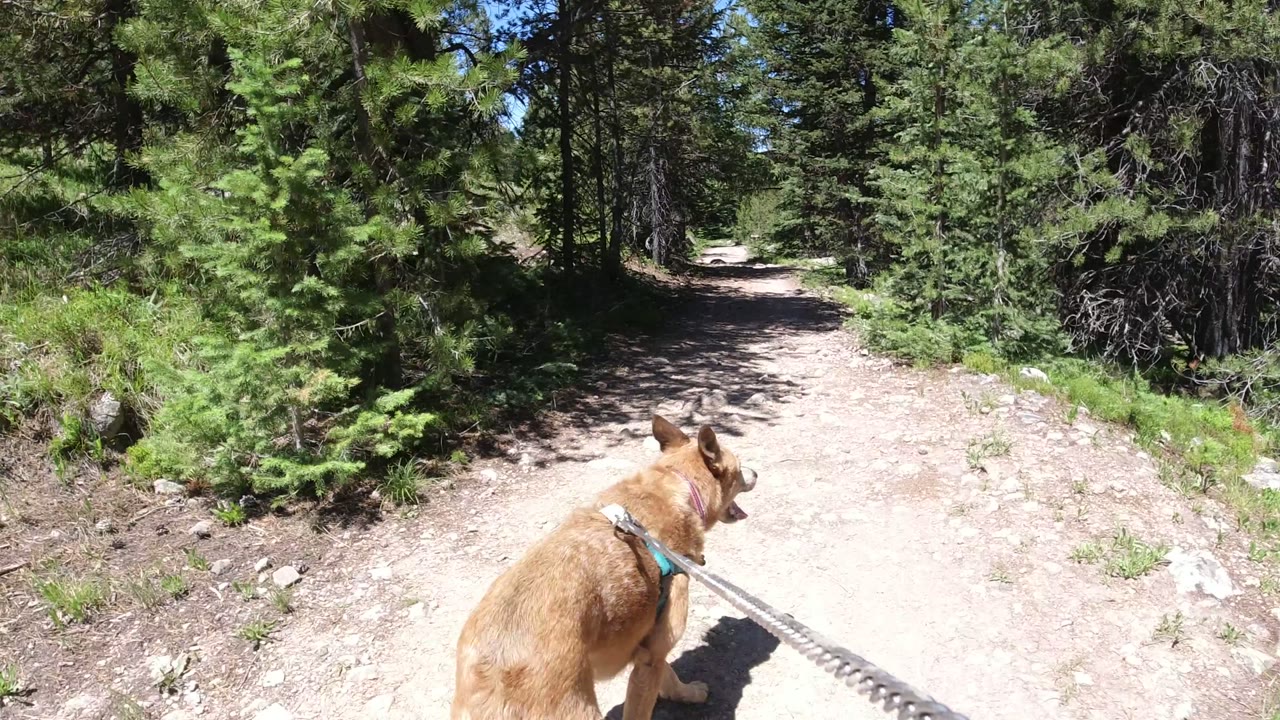 Tan dog on a leash walking along a forest dirt trail.