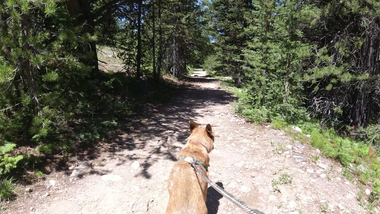The dog advances up the pale dirt path in Winter Park, Colorado, with evergreen branches enclosing the trail and no visible people.